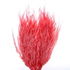 Сухоцвет «Ситник», красный, 15 шт. в упаковке - Фото 2