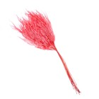 Сухоцвет «Ситник», красный, 15 шт. в упаковке - Фото 3