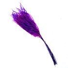 Сухоцвет «Ситник», фиолетовый, 15 шт. в упаковке - Фото 3