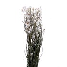 Сухоцвет «Хризантема», 60 г в упаковке - Фото 2