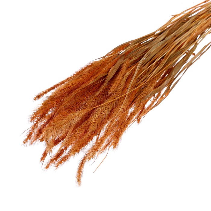 Сухоцвет «Щетинник», коричневый, 30 - 50 г в упаковке