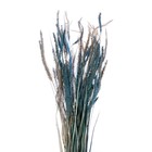 Сухоцвет «Щетинник», синий, 30 - 50 г в упаковке - Фото 2
