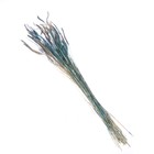 Сухоцвет «Щетинник», синий, 30 - 50 г в упаковке - Фото 3