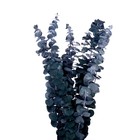Сухоцвет «Эвкалиптовое дерево», голубой, 10 шт. в упаковке - Фото 2