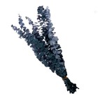 Сухоцвет «Эвкалиптовое дерево», голубой, 10 шт. в упаковке - Фото 3