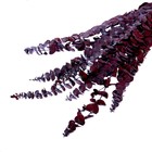 Сухоцвет «Эвкалиптовое дерево», красный, 10 шт. в упаковке - фото 3219964