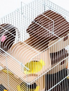 Клетка для грызунов «Пижон», 31×24×40 см двухэтажная. с наполнением, коричневая - Фото 6