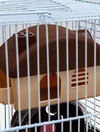 Клетка для грызунов «Пижон», 27×21×26 см укомплектованная, коричневая - Фото 8