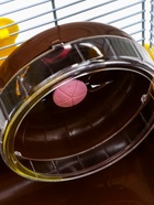 Клетка для грызунов «Пижон», 31×24×30 см, коричневая - Фото 11