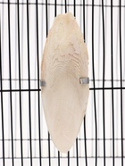 Панцирь каракатицы для птиц 13-15 см, белый - Фото 11