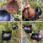 Шар для укоренения растений, d=5.5 см, под ветку 0.5 см, чёрный, Greengo - Фото 7