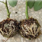 Шар для укоренения растений, d = 11,5 см, под ветку 1,6 см, чёрный, Greengo - фото 8976555