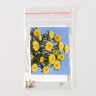 Семена цветов Астра "Мацумото", Еллоу, Sakata, 10 шт - фото 319054535