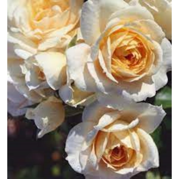 Саженец Розы Флорибунда "Лионс роуз", 1 шт, Весна 2024 - Фото 1