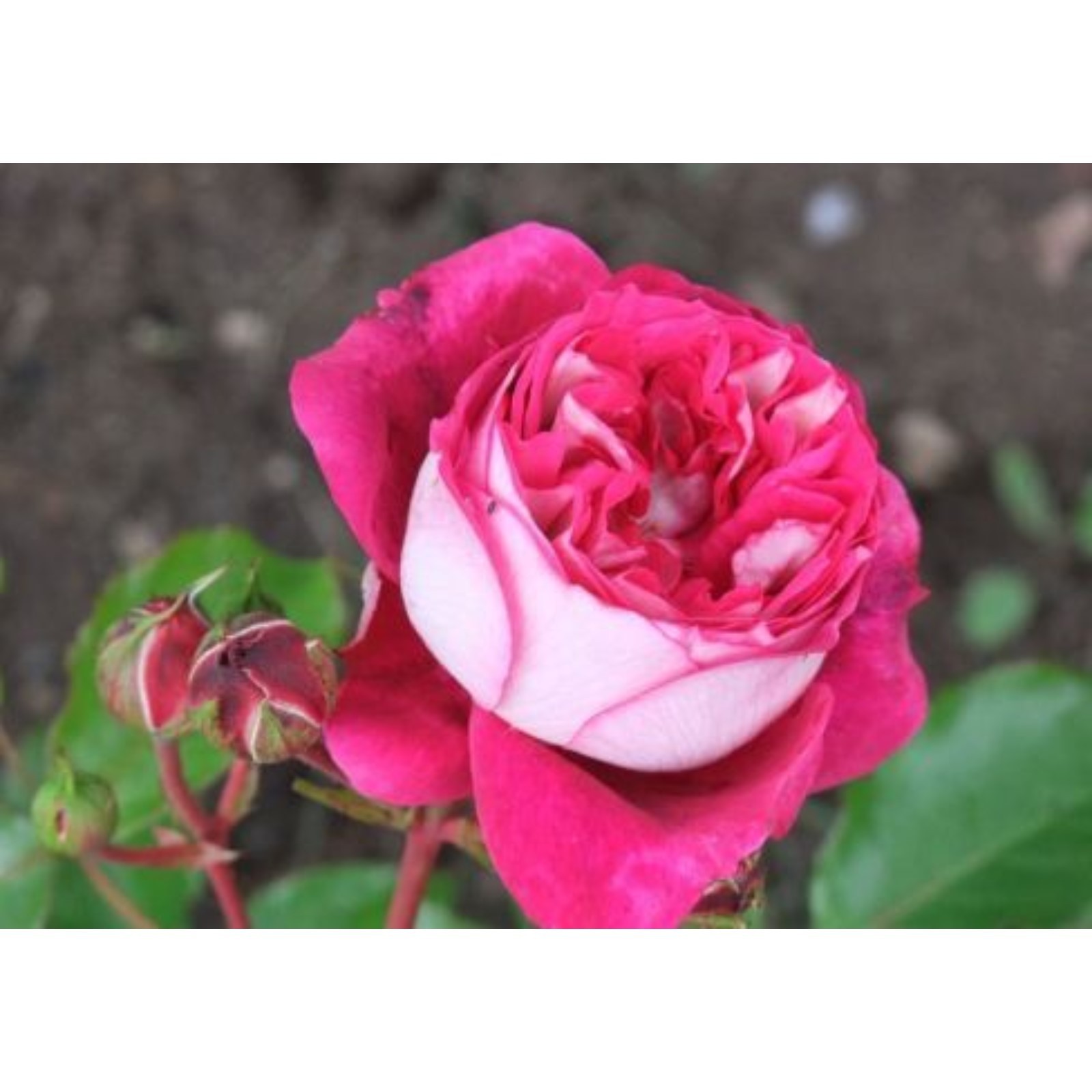 Максим роза фото Максим роза фото