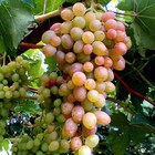 Саженец винограда "Геракл", 1 шт, Весна 2024 - Фото 1