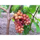 Саженец винограда "Гран при", 1 шт, Весна 2024 - Фото 1