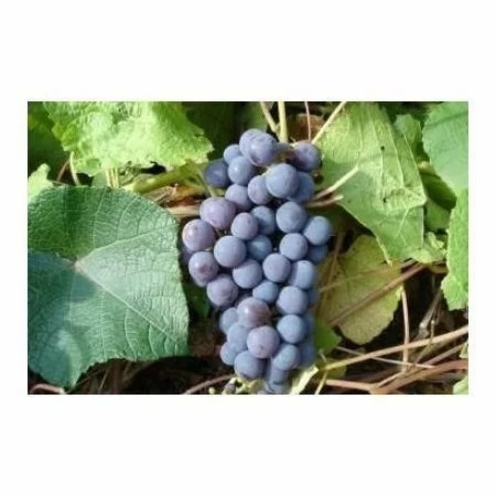 Саженец винограда "Левокумский", 1 шт, Весна 2024 - Фото 1