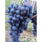 Саженец винограда "Сфинкс", 1 шт, Весна 2024 - Фото 1
