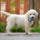 Игрушка пищащая для собак из латекса "Футбол", 7 см, серая - фото 9384471