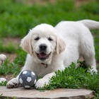 Игрушка пищащая для собак из латекса "Футбол", 7 см, серая - фото 9384473