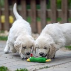 Игрушка пищащая для собак из латекса "Петух", 18 см, зелёная - фото 9384489
