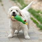Игрушка пищащая для собак из латекса "Петух", 18 см, зелёная - фото 9384491