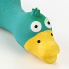 Игрушка для собак «Утка», 17 см, пищащая, латекс, синяя - Фото 4