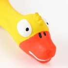 Игрушка пищащая для собак из латекса «Утка», 23 см, жёлтая/оранжевая - Фото 4