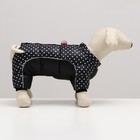 Комбинезон для собак "Горошек", размер 12 (ДС 25, ОГ 36, ОШ 28 см), чёрный - фото 7259385