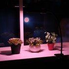 Фитосветильник светодиодный Uniel, 12 Вт, на прищепке, для фотосинтеза, IP40 - Фото 2