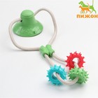 Игрушка для собак "Кольца с шипами на присоске", 40 см, зелёная/голубая/красная - фото 292208840