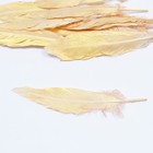 Перья для декора, золото полная окраска , 13-15 см 10 шт - фото 6716075
