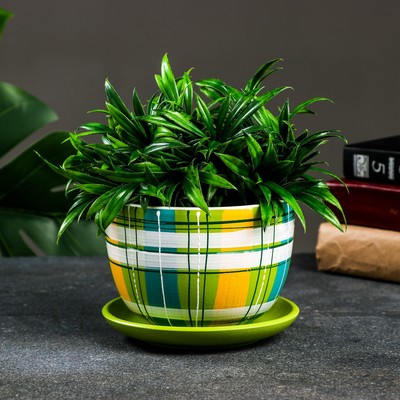 Горшок цветочный с поддоном 0,5 л, разноцвет, керамика, "Английская клетка" (М)