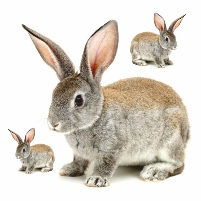Набор автомобильных наклеек "Кролики", 250 х 250 мм, вид 3 - Фото 1