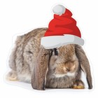 Наклейка автомобильная "Кролик в новогодней шапке", 100 х 100 мм, вид 4 - фото 10041165