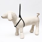 Шлейка "Рекс", 1 см, ОШ 40-60 см, ОГ 44-62 см, чёрная - фото 37327016