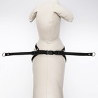 Шлейка "Рекс", 1 см, ОШ 40-60 см, ОГ 44-62 см, чёрная - фото 37327017