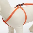 Шлейка "Рекс" светоотражающая, 1 см, ОШ 45-65 см, ОГ 50-70 см, оранжевая - фото 40672310