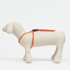 Шлейка "Рекс" светоотражающая, 1 см, ОШ 45-65 см, ОГ 50-70 см, оранжевая - фото 40672311