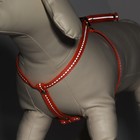 Шлейка "Рекс" светоотражающая, 1 см, ОШ 45-65 см, ОГ 50-70 см, оранжевая - фото 40672315