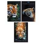 Блокнот А6, 40 листов на клею "Взгляд тигра", обложка мелованная бумага, глянцевая ламинация, блок клетка 80 г/м2 - фото 319106949