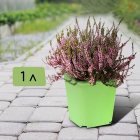 Горшок для рассады, 1 л, d = 11 см, h = 11, салатовый 9265009