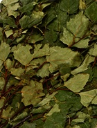 Веник для бани берёзовый, «Добропаровъ» - Фото 3