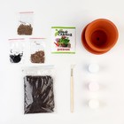 Набор «Юный садовод» «Салатная грядка» - фото 39801942