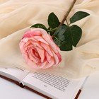 Цветы искусственные "Роза эстетик" 10х49 см, розовый - фото 319117914