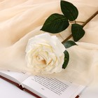 Цветы искусственные "Роза эстетик" 10х49 см, белый - фото 320105188