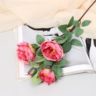 Цветы искусственные "Роза пионовидная галант" 7х61 см, розовый - фото 2145473