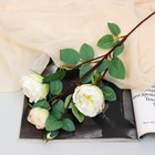 Цветы искусственные "Роза пионовидная галант" 7х61 см, белый - фото 2145475