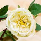 Цветы искусственные "Роза пионовидная галант" 7х61 см, белый - Фото 2